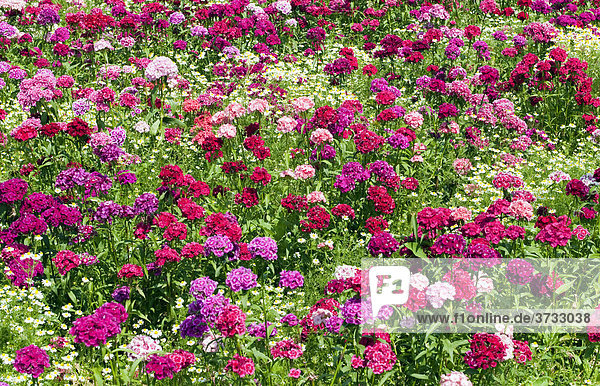 A field with Sweet williams (Dianthus barbatus) and Daisies (Leucanthemum)  Hesse  Germany