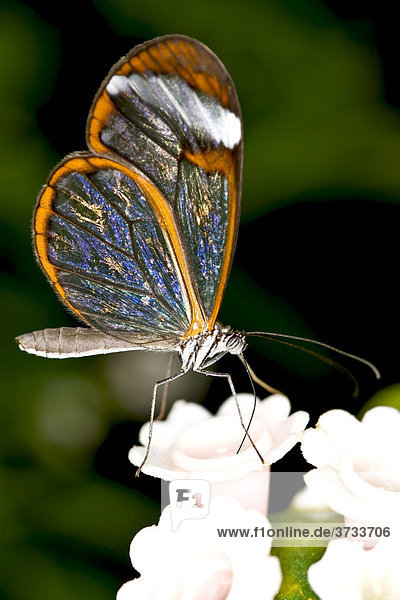 Heliconius-Schmetterling (Heliconius)