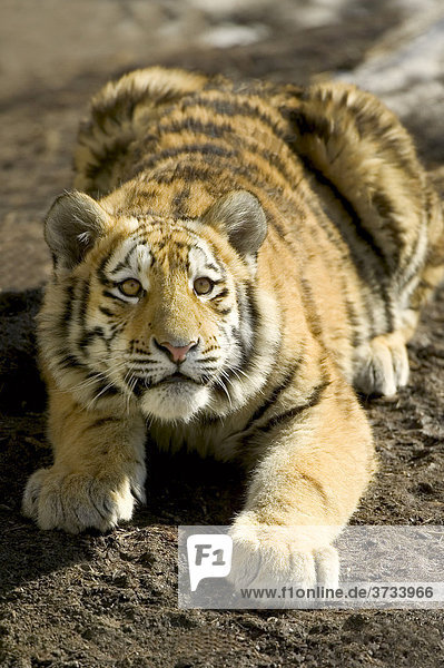 Junger Tiger (Panthera tigris) beim Anschleichen