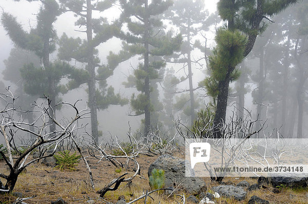 Kanarische Kiefern im Nebel  La Palma  Kanarische Inseln  Spanien