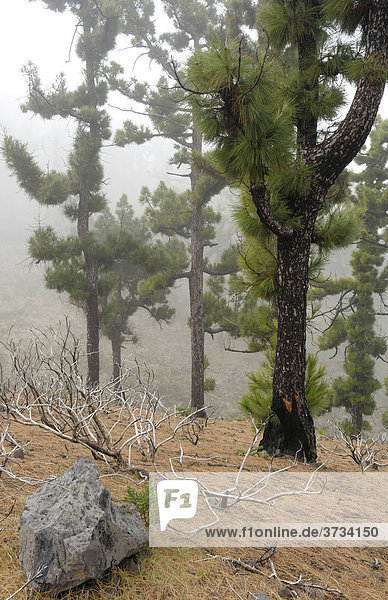 Kanarische Kiefern im Nebel  La Palma  Kanarische Inseln  Spanien