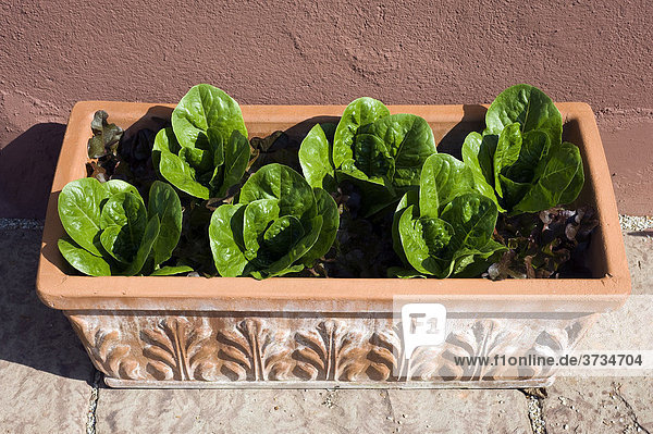 Eichblatt- und Lollo Rosso-Salat in einem Terrakottatrog