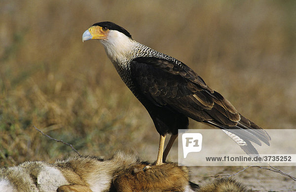 Schopfkarakara (Caracara plancus)  Altvogel frisst einen Coyoten  Starr County  Rio Grande Valley  Texas  USA