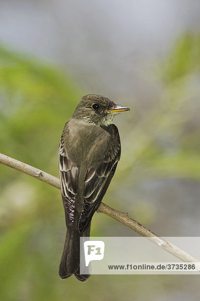 Nordamerikanischer Fliegenschnäpper (Contopus virens)  Altvogel  South Padre Island  Texas  USA