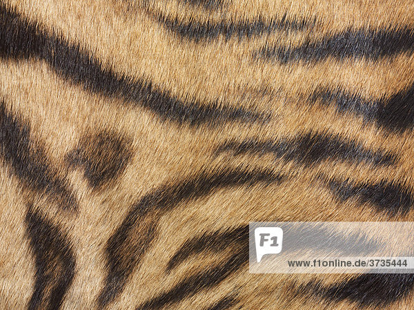 Tigerfell  Detailaufnahme