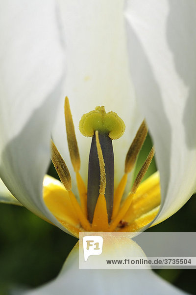 Tulpe  Blüte  Detail