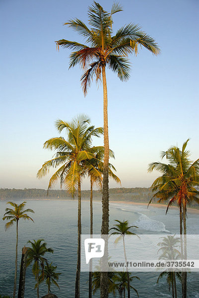 Kokospalmen ragen in den Himmel  Talalla bei Dondra  Indischer Ozean  Ceylon  Sri Lanka  Südasien  Asien