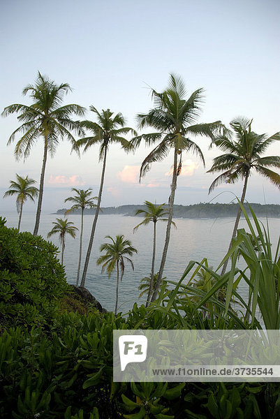 Einzelne Kokospalmen über dem Meer  Talalla bei Dondra  Indischer Ozean  Ceylon  Sri Lanka  Südasien  Asien