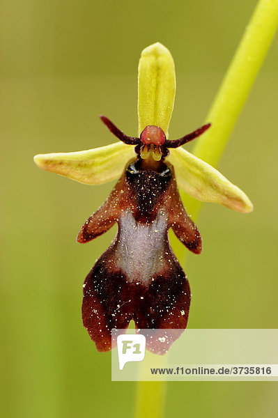 Blüte der Fliegen-Ragwurz (Ophrys insectifera)