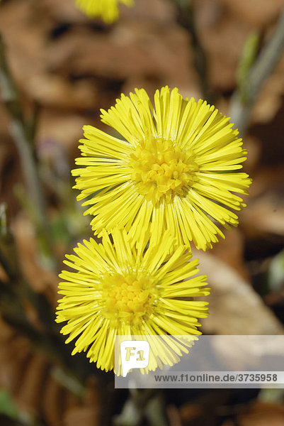 Gelbe Blüten des als Arzneimittel genutzten Huflattich (Tussilago farfara)