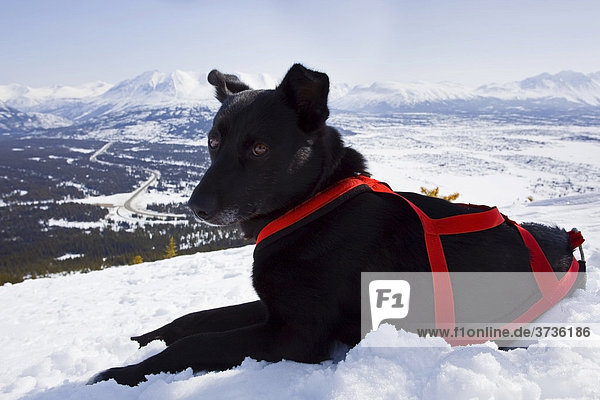 Liegender Schlittenhund mit Geschirr  Log Cabin  White Pass  Chilkoot Pass  Chilkoot Trail  British Columbia  Yukon Territorium  Kanada  Nordamerika