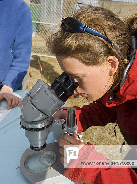 Junge Frau betrachtet wirbellose Tiere mit dem Mikroskop  Yukon Outdoor School Program Schulprojekt  Department of Fisheries and Oceans Meeres- und Fischereiministerium DFO  McIntyre Creek Brutanstalt  Whitehorse  Yukon Territory  Kanada  Nordamerika