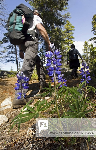 Male hiker with hiking boots and backpack passing blooming Large-Leaved Lupin (Lupinus polyphyllus) near historic Lindeman City  Chilkoot Pass  Chilkoot Trail  Yukon Territory  British Columbia  B. C.  Canada