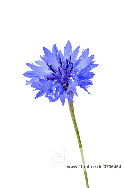 Kornblume (Centaurea cyanus)