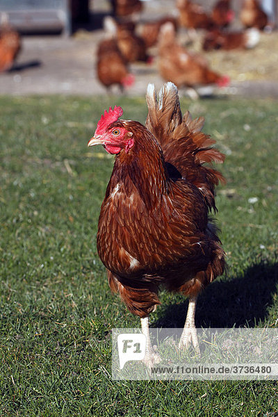 Freilaufende Hühner auf Biohof  Haushühner in Freilaufhaltung  Huhn  Haushuhn (Gallus gallus domesticus)