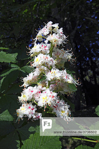 Blühende Rosskastanie (Aesculus hippocastanum) im Frühling  Blüten  Blätter  Blütenstand