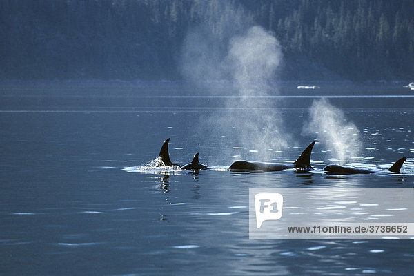 Schwertwale blasen  Orcas (Orcinus orca)  Inside Passage  Alaska  USA