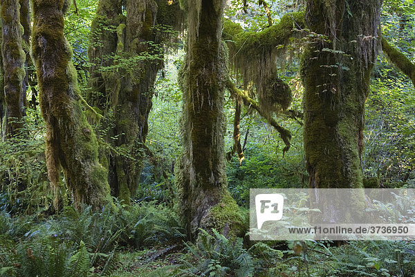 Regenwald,  Hoh Rainforest,  Olympic Nationalpark,  Washington,  USA