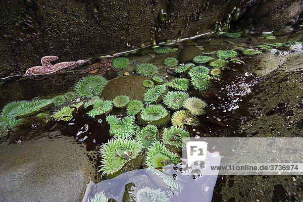 Tide pools with Giant Green Sea Anemones (Anthopleura xanthogrammica)  Pacific Coast  Olympic National Park  Washington  USA