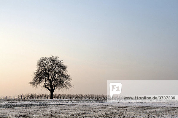 Walnut tree on a winter evening  South Palatinate  Rhineland-Palatinate  Germany  Europe