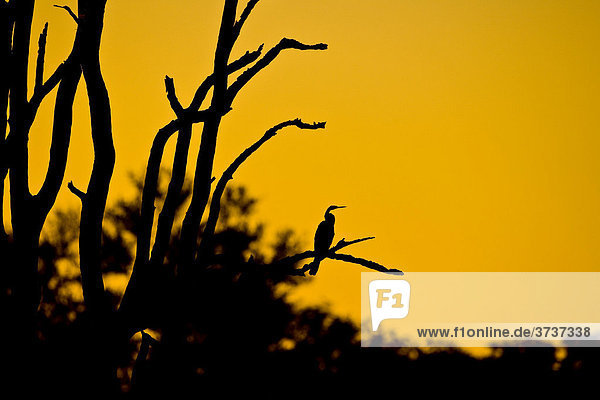 Schlangenhalsvogel auf Baum im Sonnenuntergang  Okavago Delta  Botswana  Afrika