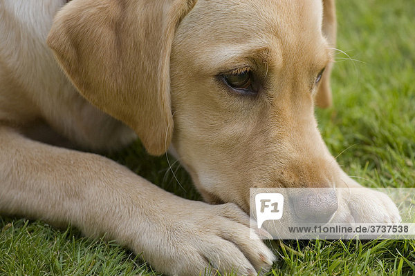 Portrait eines gelben Labrador Retriever Welpen