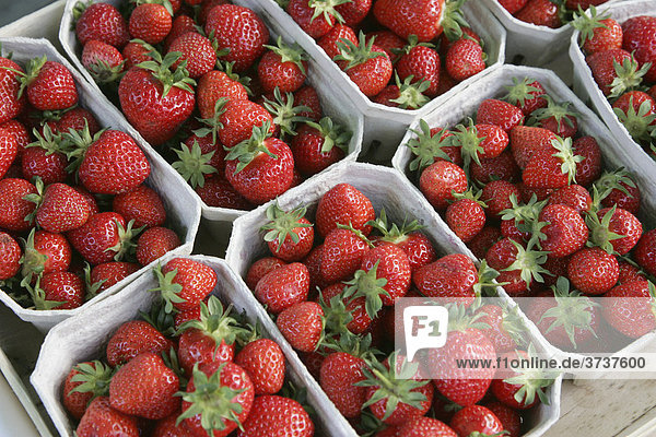 Erdbeeren bei einem Verkaufsstand  Erdbeerstand  bei Heidelberg  Baden-Württemberg  Deutschland  Europa