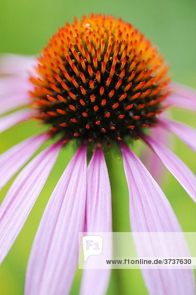 Eastern Purple Coneflower (Echinacea purpurea)