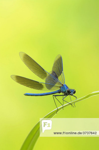 Banded Demoiselle (Calopteryx splendens)  male  on reed leaf