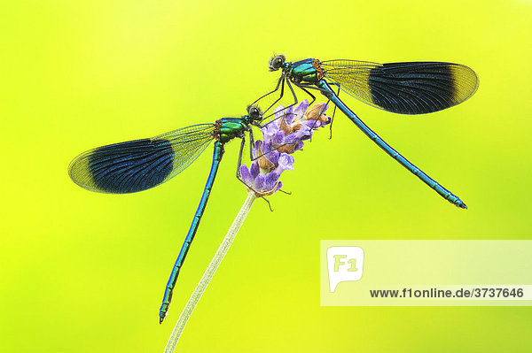 Banded Demoiselle (Calopteryx splendens)  male  on lavender blossom