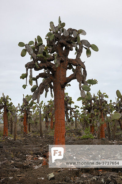 Kakteenbaum (Cactaceae)  Galapagos Inseln  Ecuador  Südamerika