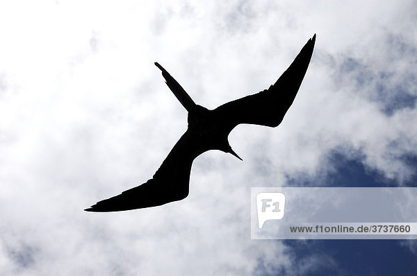 Bindenfregattvogel (Fregata minor) im Flug  Galapagos Inseln  Ecuador  Südamerika