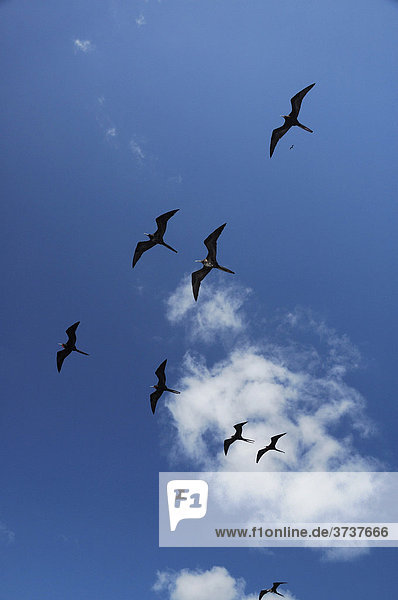 Bindenfregattvögel (Fregata minor)  Schwarm im Flug  Galapagos Inseln  Ecuador  Südamerika