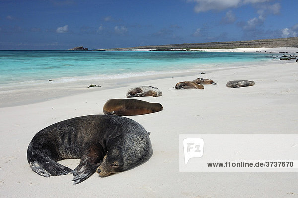 Galapagos-Seelöwen (Zalophus wollebaeki)  geniessen die Sonne  Hood Island  Galapagos Inseln  Ecuador  Südamerika