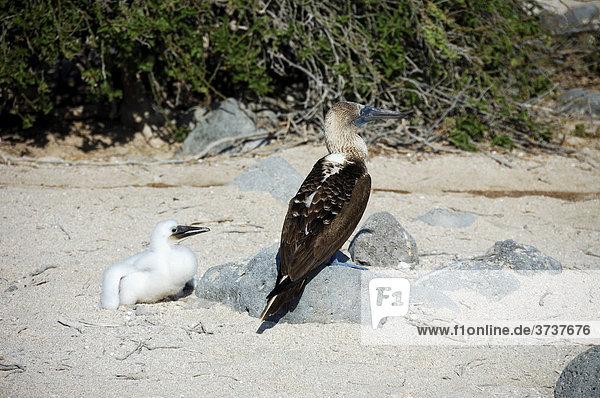 Blaufußtölpel (Sula nebouxii) und Jungvogel  Gal·pagos-Inseln  Ecuador  Südamerika