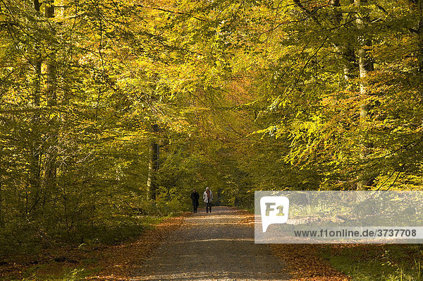 Waldweg im herbstlichen Buchenwald (Fagus sylvatica)  Deutschland  Europa