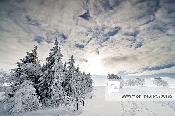 Verschneite Tannen mit blauem Himmel und Wolken und Sonne  Schwarzwald  Baden-Württemberg  Deutschland