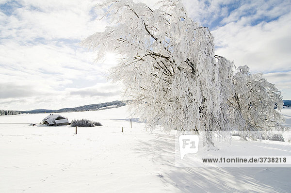 Schneebedeckte Bäume mit Bauernhof  Schwarzwald  Baden-Württemberg  Deutschland