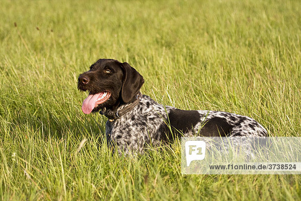 German Wirehaired Pointer  hunting dog