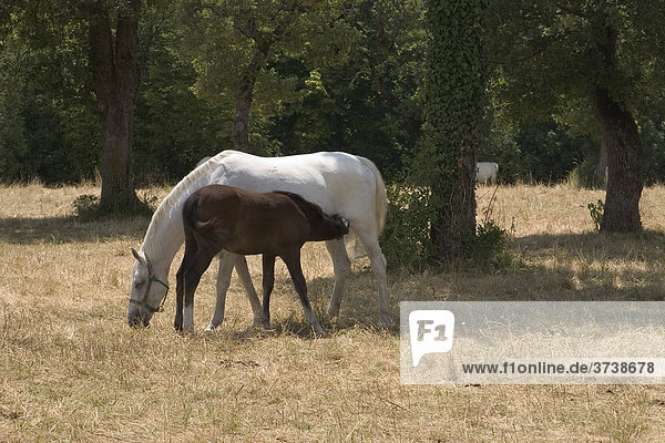 Lipizzanerstute mit trinkendem Fohlen (Equus przewalskii f. caballus)  Gut Lipica  Slowenien  Europa
