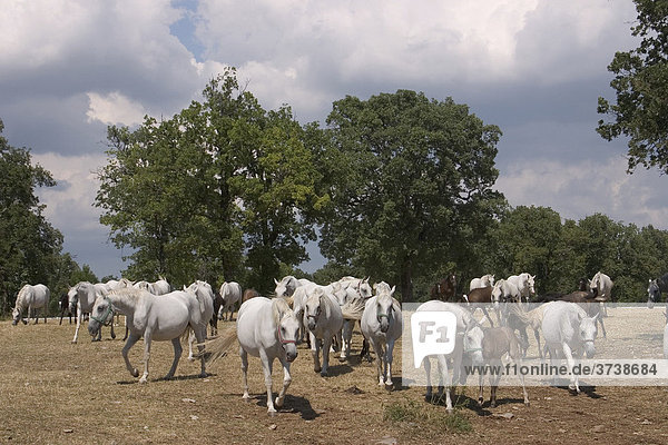 Lipizzaner Stutenherde auf der Koppel (Equus przewalskii f. caballus)  Gut Lipica  Slowenien  Europa