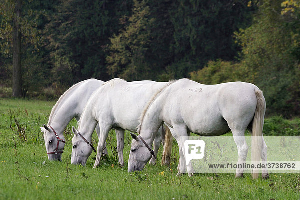 Weiße Pferde von Pferde-Aufzuchtshaus Kladruby nad Labem  Pardubice-Distrikt  Tschechische Republik  Europa