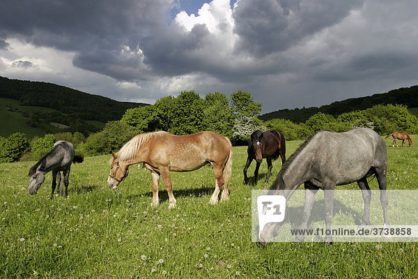 Pferde  Brumov-Bylnice  Weiße Karpathen  Bile Karpaty  Naturschutzgebiet  Mähren  Tschechische Republik  Europa
