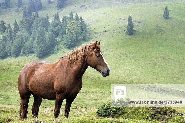 Pferde  Pesterii  Bihor-Gebirge  Parcul Natural Apuseni  Romania  Europe