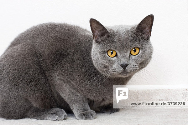 British Shorthair cat  blue