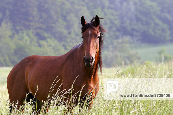 Braunes Pferd  Klokocov  Opava Region  Nordmähren  Tschechien  Europa