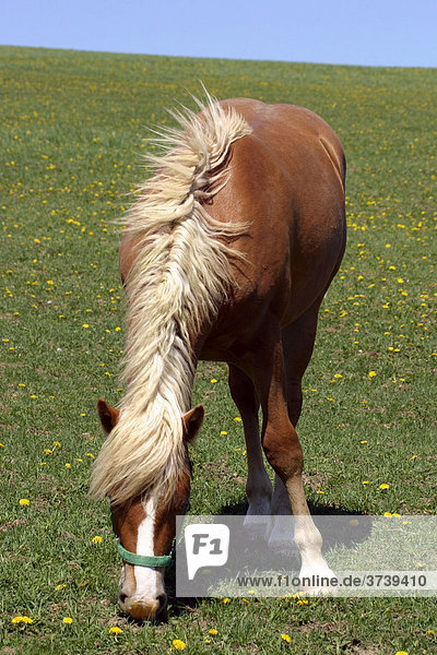 Pferd grast (Equus caballus)  Rokytnice  naturgeschützter Landschaftsraum Weiße Karpaten  Bile Karpaty  Mähren  Tschechische Republik  Zentral-Europa