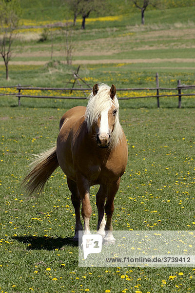 Pferd (Equus caballus)  Rokytnice  naturgeschützter Landschaftsraum Weiße Karpaten  Bile Karpaty  Mähren  Tschechische Republik  Zentral-Europa