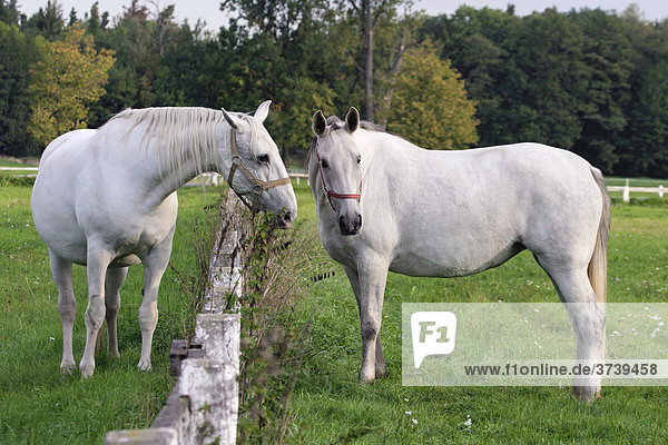 Weiße Kladruber Pferde vom nationalen Gestüt Kladruby nad Labern  Pardubice oder Pardubitz Region  Böhmen  Tschechische Republik  Europa