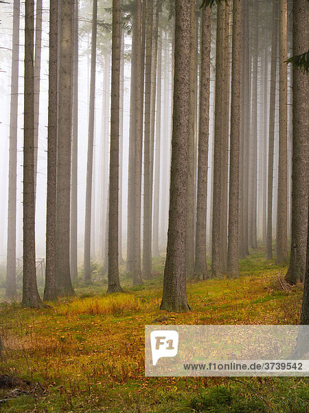 Nebliger Wald  Kamenna hora  Böhmerwald Nationalpark  Sumava Nationalpark  Böhmen  Tschechische Republik  Europa